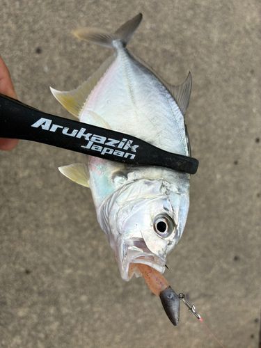 メッキの釣果