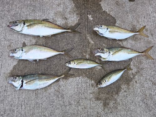 アジの釣果