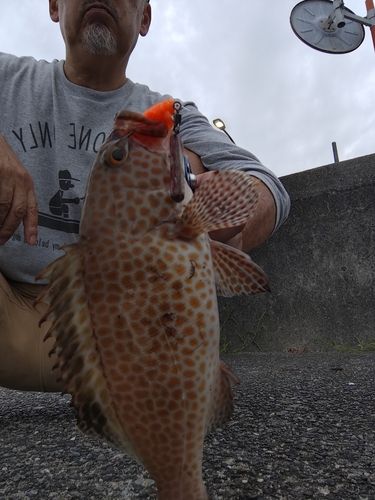 オオモンハタの釣果