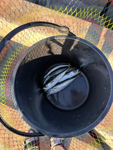 釣果