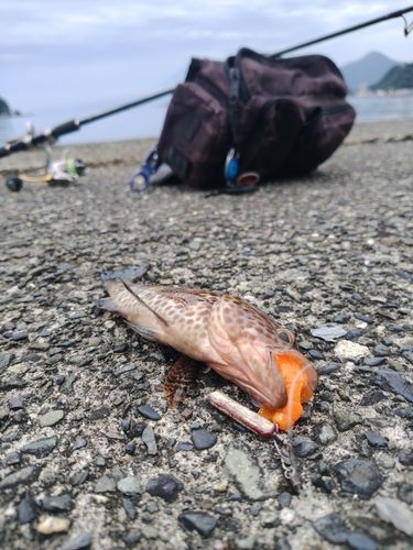 オオモンハタの釣果