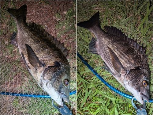 クロダイの釣果