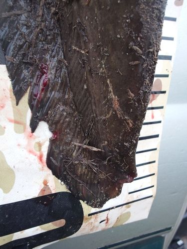ナマズの釣果