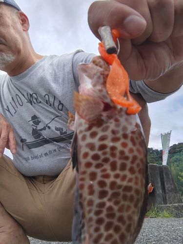 オオモンハタの釣果