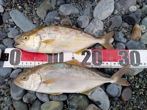 ショゴの釣果
