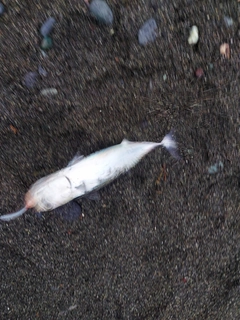 ソウダガツオの釣果