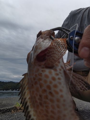 オオモンハタの釣果