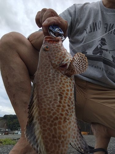 オオモンハタの釣果