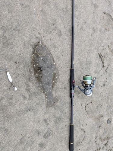 ヒラメの釣果