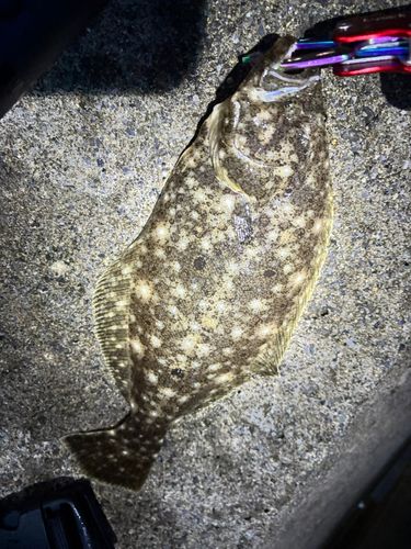 ヒラメの釣果