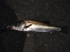 フッコ（マルスズキ）の釣果