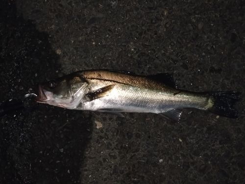 フッコ（マルスズキ）の釣果