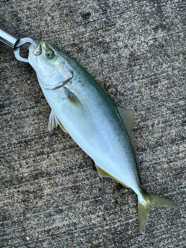 ワカシの釣果
