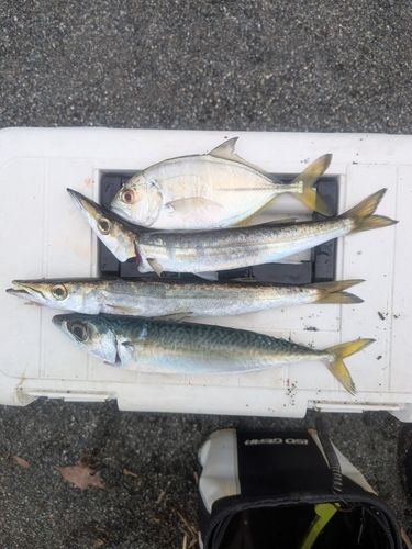 カマスの釣果