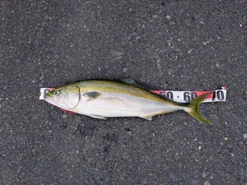 ワラサの釣果