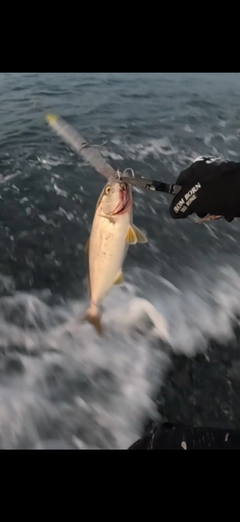ショゴの釣果