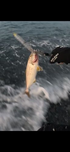 ショゴの釣果