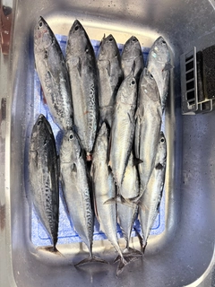 ソウダガツオの釣果