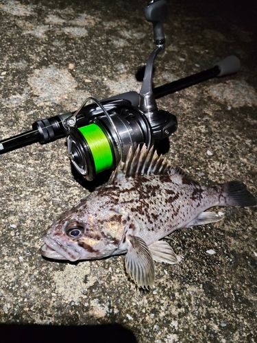 クロソイの釣果