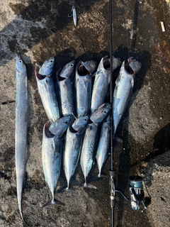 ソウダガツオの釣果