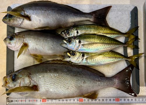 イサキの釣果