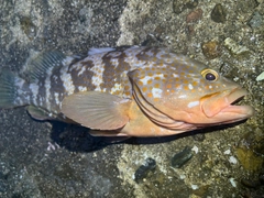 アコウの釣果