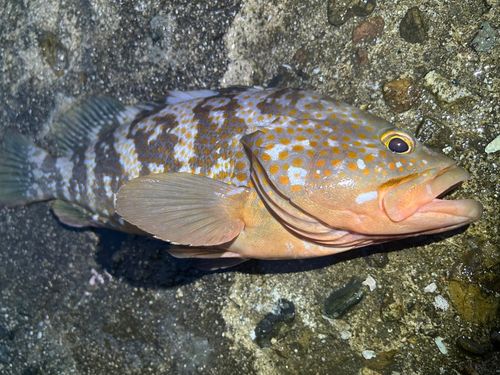 アコウの釣果