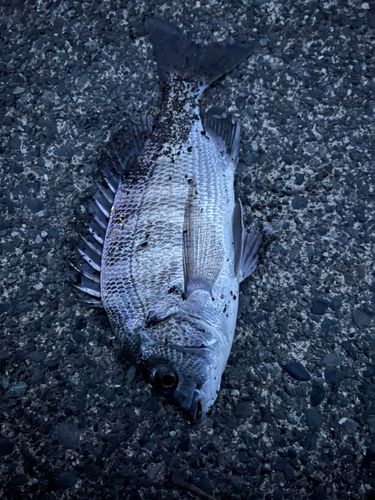 チヌの釣果