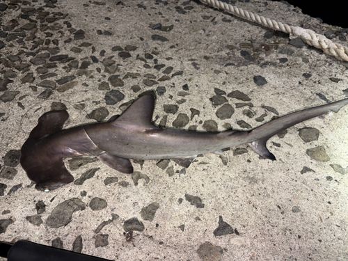 ハンマーヘッドシャークの釣果