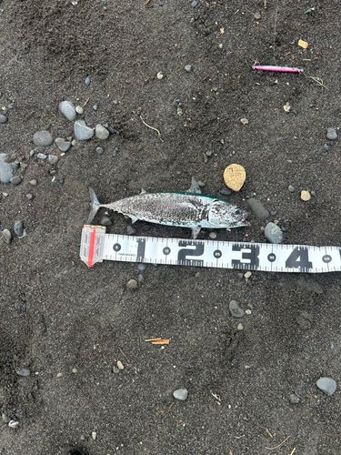ソウダガツオの釣果