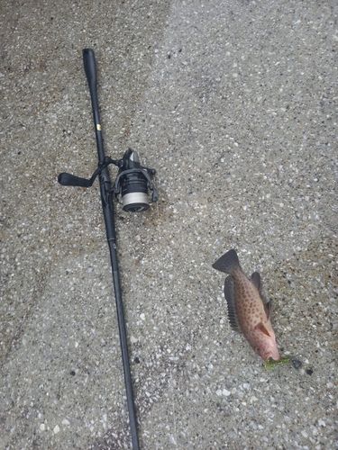 オオモンハタの釣果