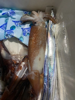 イカの釣果