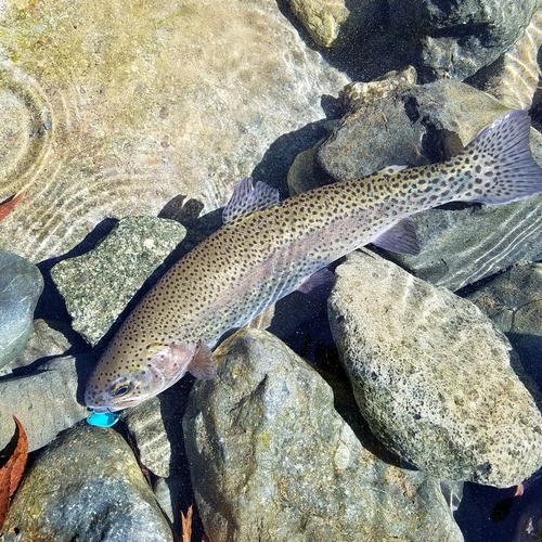 ニジマスの釣果