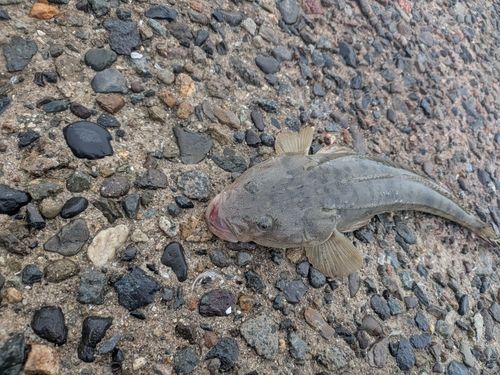 マゴチの釣果