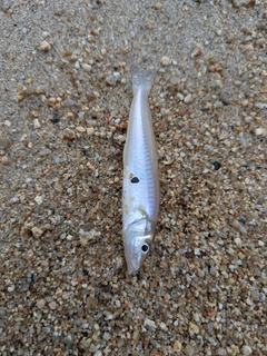 シロギスの釣果