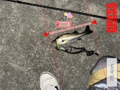 シーバスの釣果