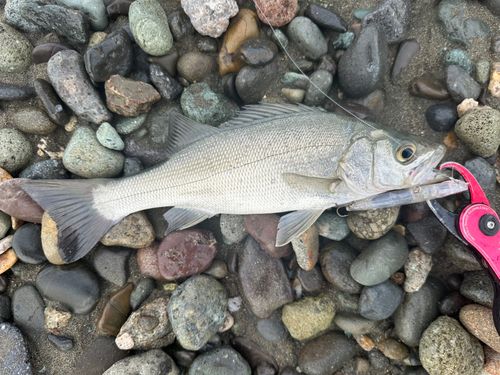 ヒラスズキの釣果