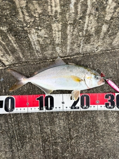 ショゴの釣果