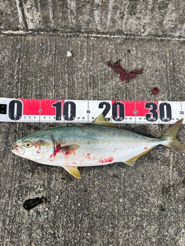 ワカシの釣果