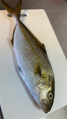 カンパチの釣果