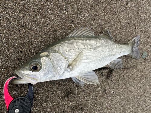 ヒラスズキの釣果