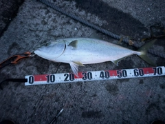 ワラサの釣果