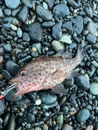 オオモンハタの釣果