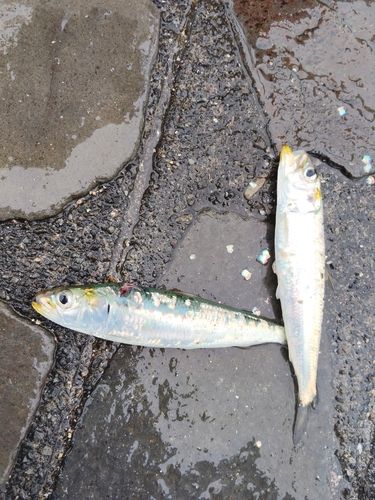 イワシの釣果