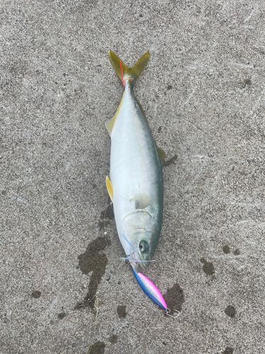 ワカシの釣果
