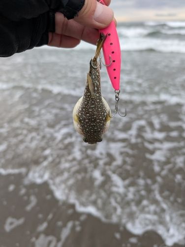 フグの釣果