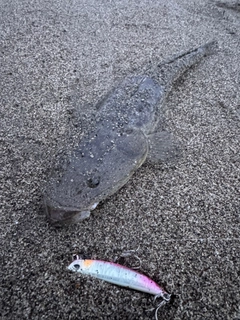 マゴチの釣果