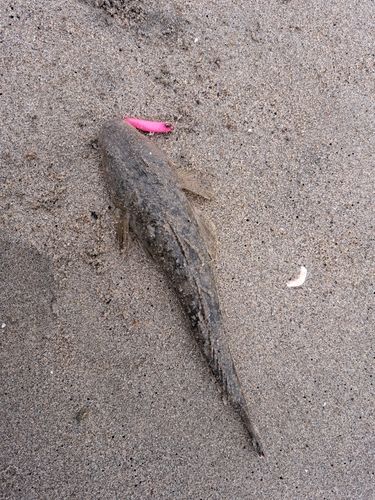 マゴチの釣果