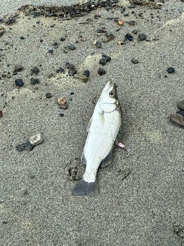 セイゴ（ヒラスズキ）の釣果