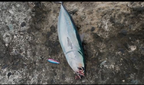 マルソウダの釣果